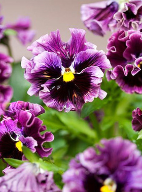 进口三色堇种子 Frizzle Sizzle 闪现 树莓渐变 中提琴角堇神仙色