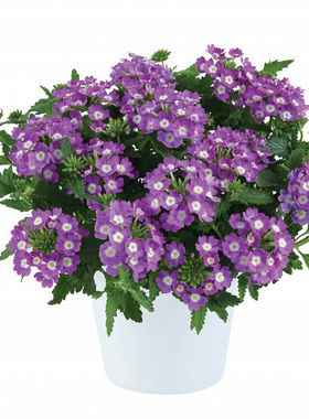 进口矮生美女樱种子 猩红色蓝色 庭院花卉四季盆栽