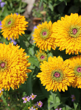 进口切花重瓣金光菊种子 玛雅金黄色 Maya 耐热阳台矮生盆栽花卉