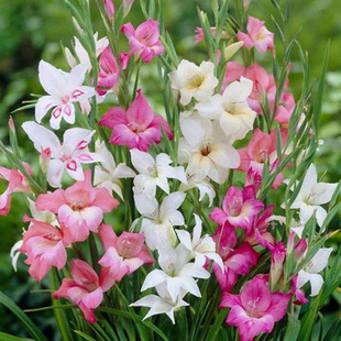 进口迷你剑兰种球唐菖蒲花球原生剑兰种子盆栽多年球根植物花卉