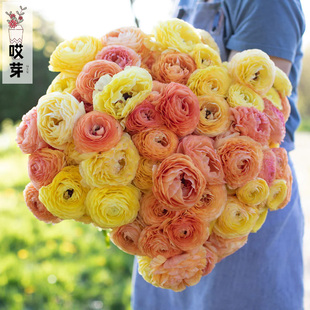 日本进口花毛茛种子 Bloomingdale Ⅱ 粉色渐变 喜冷凉盆栽花卉