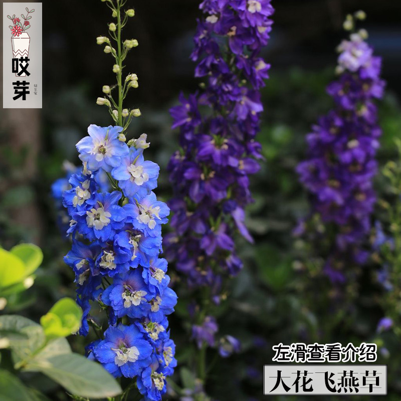 大花飞燕草种子20粒 大花飞燕草 观花植物 庭院阳台盆栽花卉种子