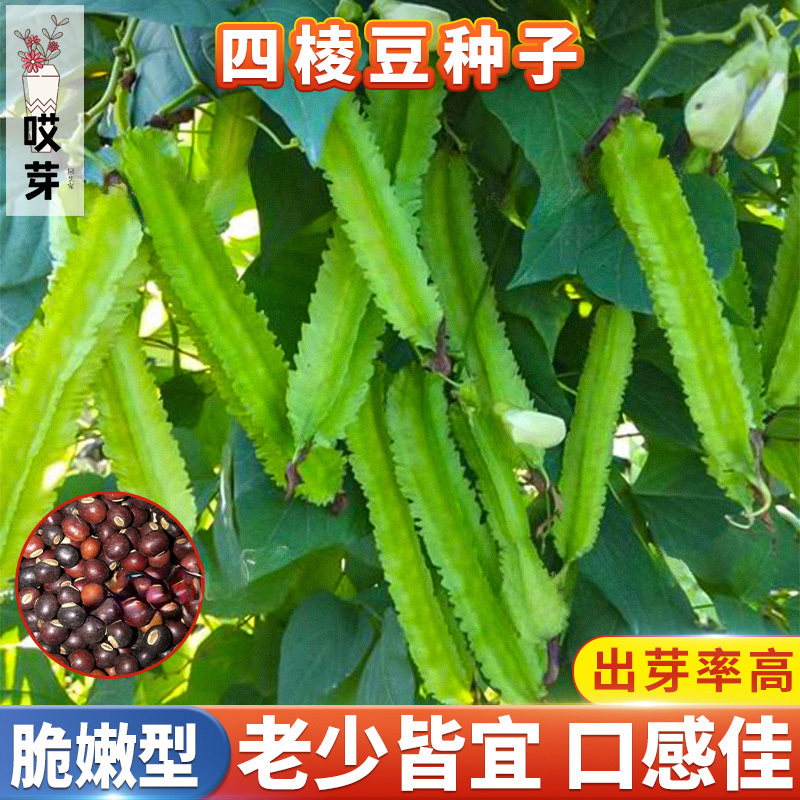 四棱豆种子四角皇帝豆角种籽四季菜园早熟高产四棱豆梅豆蔬菜种子,鲜花速递/花卉仿真/绿植园艺,家庭园艺种子,淘宝优惠券,粉丝福利购,淘宝优惠卷