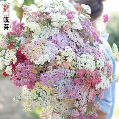 进口蓍草种子 夏日浆果 Summer Berries 四季阳台庭院花卉盆栽