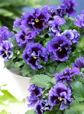 进口褶边三色堇种子 Frizzle Sizzle 闪现 蓝色 中提琴角堇神仙色