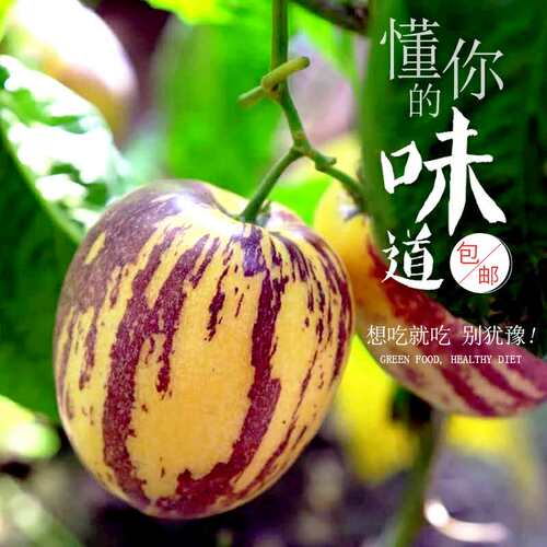 5斤人参果甘肃民勤新鲜当季清甜