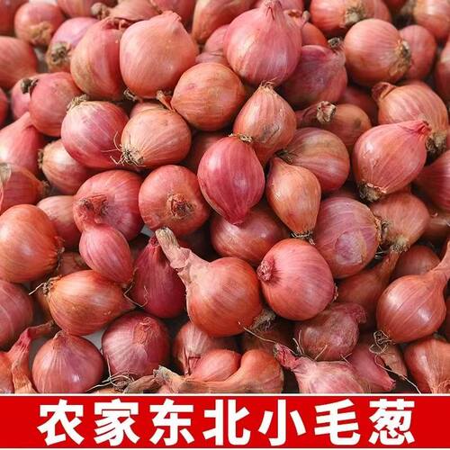 正宗东北小毛葱红葱头珠葱紫皮小毛葱鬼子葱东北蔬菜特产地直发