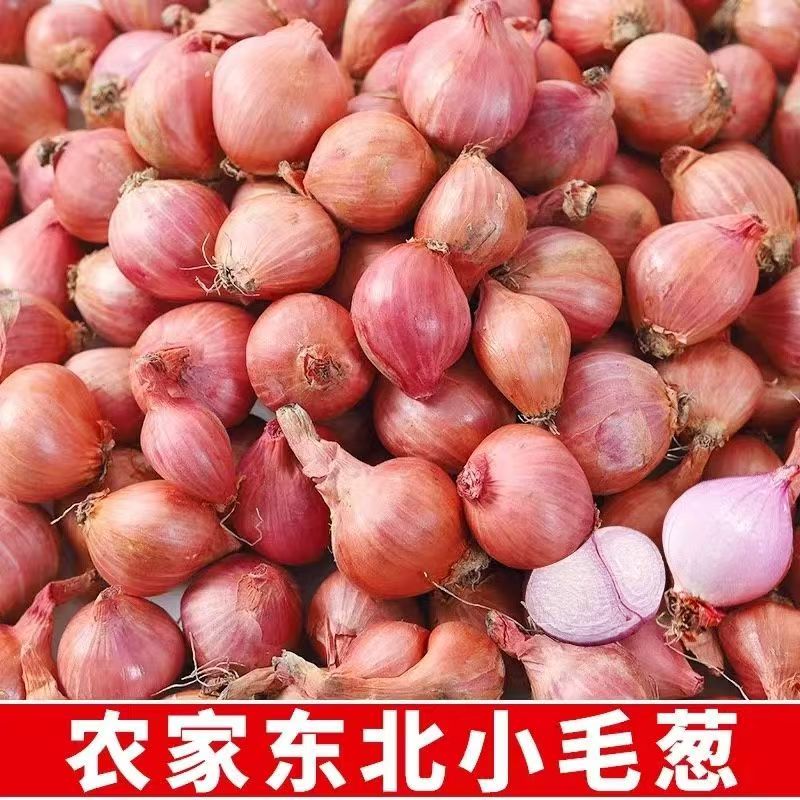 正宗东北毛葱头鬼子葱珠葱小毛葱头大毛葱红葱头小洋葱新鲜蔬菜