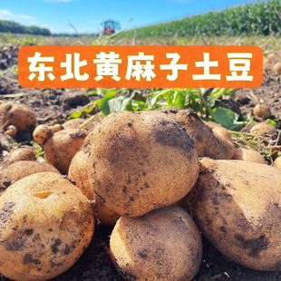 东北直发】黑龙江土豆黄瓤土豆蔬菜黄皮土豆黄芯马铃薯现挖土豆