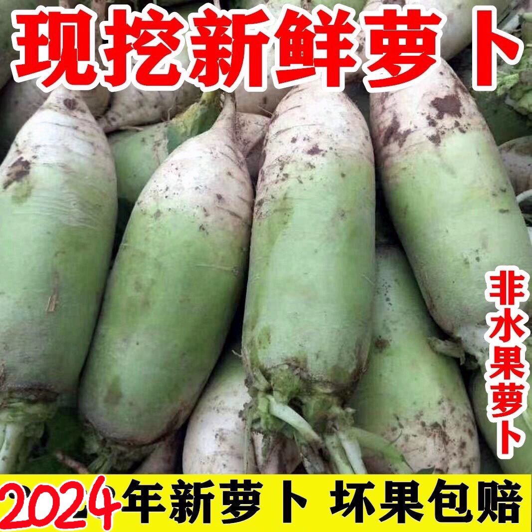 2024年现挖新鲜萝卜脆青绿萝卜老品种萝卜农家种植新鲜蔬菜非水果