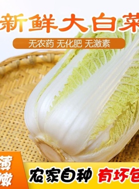 【黑龙江】新鲜大白菜农家黑土地绿色白菜 包邮农家鲜嫩应季白菜