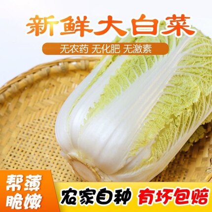 【黑龙江】新鲜大白菜农家黑土地绿色白菜 包邮农家鲜嫩应季白菜