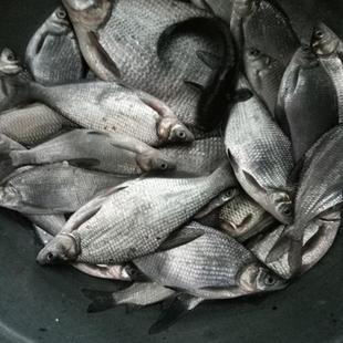 鳊鱼小杂鱼新鲜现杀三角鲂团头鲂淡水河鱼1份1斤拍4斤包邮