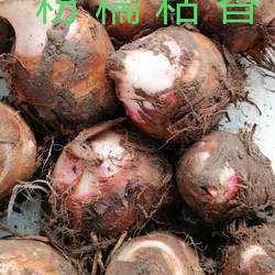 兴化特产龙香芋芋头新芋头产地直销粉糯香5斤包邮