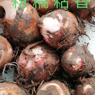 兴化特产龙香芋芋头新芋头产地直销粉糯香5斤包邮