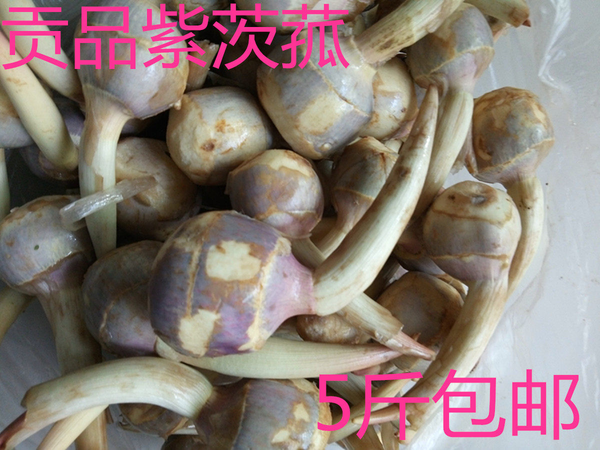 农家新鲜白茨菇慈姑茨菰白马蹄白茨菇慈姑 5斤全国包邮