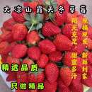 大凉山德昌新鲜露天成熟当季 冬草莓自牛奶油红颜孕妇5斤现摘现发