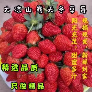 大凉山德昌新鲜露天成熟当季冬草莓自牛奶油红颜孕妇5斤现摘现发