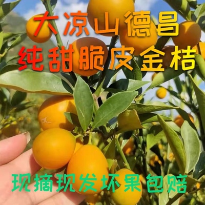 四川大凉山德昌纯甜脆皮金桔现摘现发3斤5斤自然成熟脆甜新鲜果果