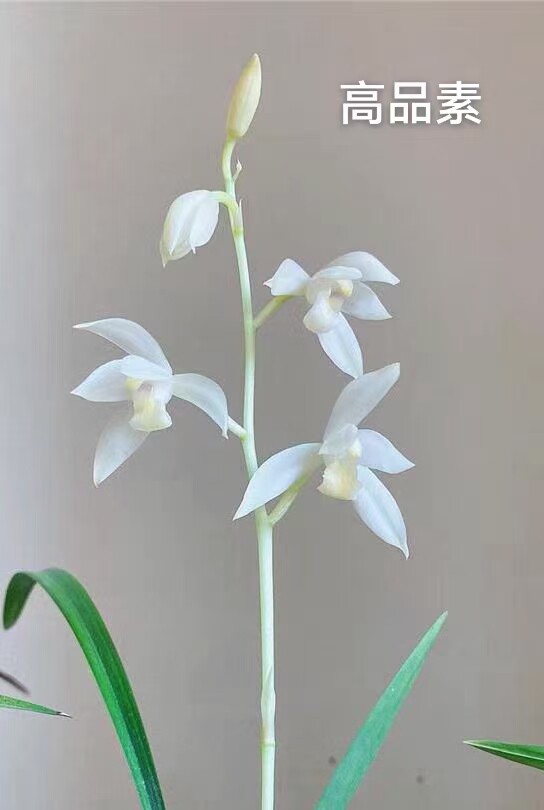 高品素 小草大花 经典白花素心浓香