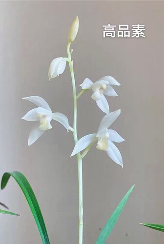 高品素 小草大花 经典白花素心浓香