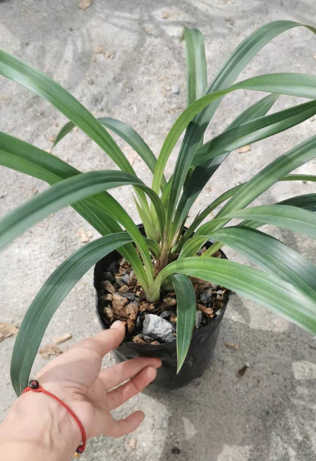 带小花苞桃姬 小巧墨兰 粉红娇艳 报岁兰 春节开花花期长i.