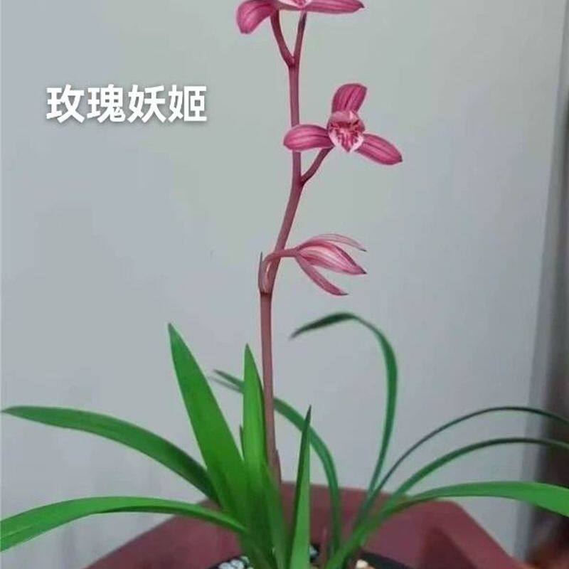 宝玉 玫瑰妖姬 丹霞白素荷建兰 四季兰高档色花 花大浓香夏秋开花