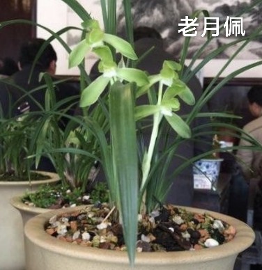 老品种春兰俞氏素荷老月佩美芬荷