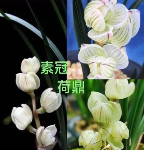 素冠荷鼎 莲瓣兰之王 经典荷瓣小草
