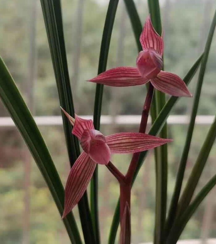都江红素春剑红花名贵兰花经典色花好养绿植花卉盆栽