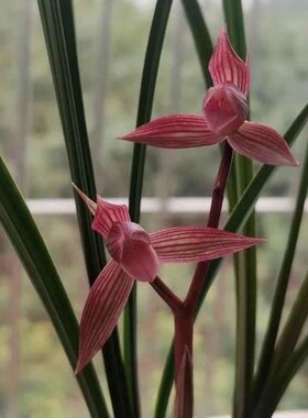 都江红素春剑红花名贵兰花经典色花好养绿植花卉盆栽