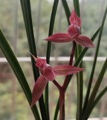 带花苞都江红素春剑红花名贵兰花经典色花好养绿植花卉盆栽
