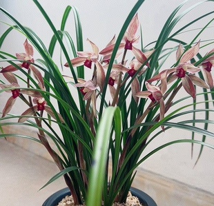 柳枫红素 春剑经典开花机器 细叶飘飘叶姿优美