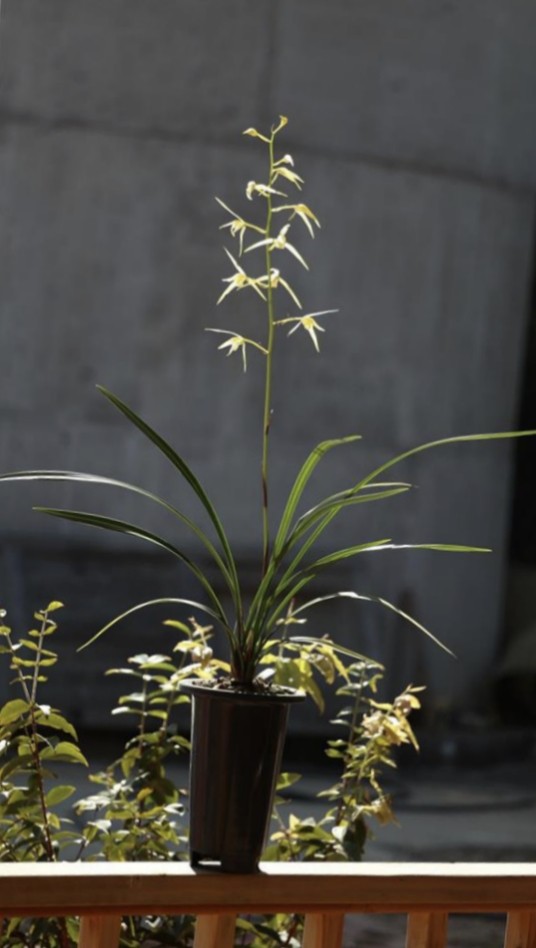 丰雪寒兰素心经典 花高出架 花大素雅清香