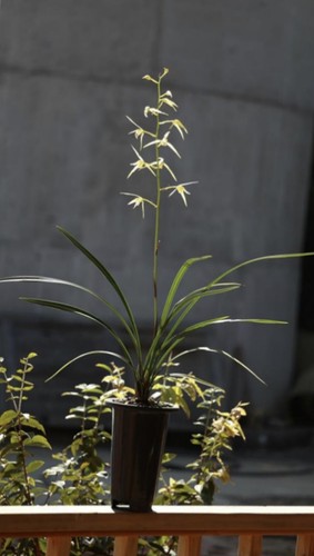 丰雪寒兰经典经典清香秋冬开花