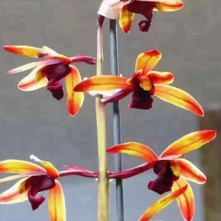 永怀素娄山红 玫瑰妖姬 建兰春兰蕙兰实拍链接 国魂 传奇