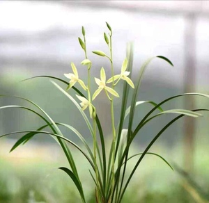 带花苞小瓜子 大瓜子 建兰老品种浓香叶姿飘逸花高出架