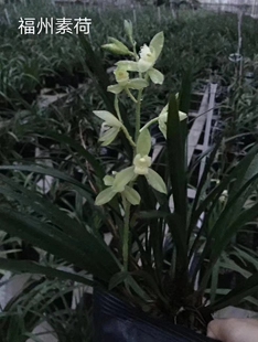 福州素荷 朱德素建兰四季兰 素雅荷型素心花大花香浓郁 中矮品种