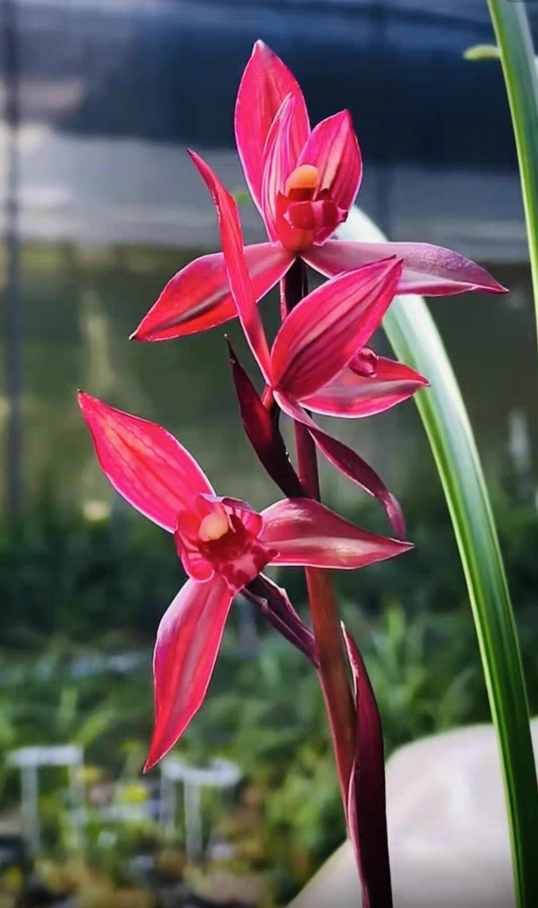 东方红 春剑红花浓香型好养阳台客厅名贵兰