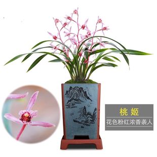 带小花苞桃姬 小巧墨兰 粉红娇艳 报岁兰 春节开花花期长