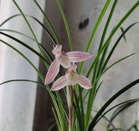 带花苞人面桃花 红满天 粉荷 莲瓣兰名品叶姿优雅动人 鲜花速递/花卉仿真/绿植园艺 时令草本花卉 原图主图