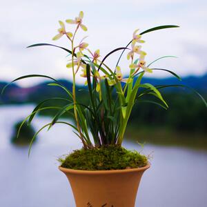 暂无花四季红宋梅 细叶建兰 浓香梅瓣叶姿细细飘逸 花香浓香