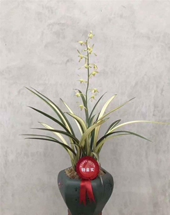 带小花苞白玉素锦 墨兰名品 花艺双全 春节开花