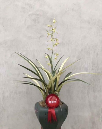 白玉素锦 墨兰名品 花艺双全 花香浓甜暗香浮动春节开花