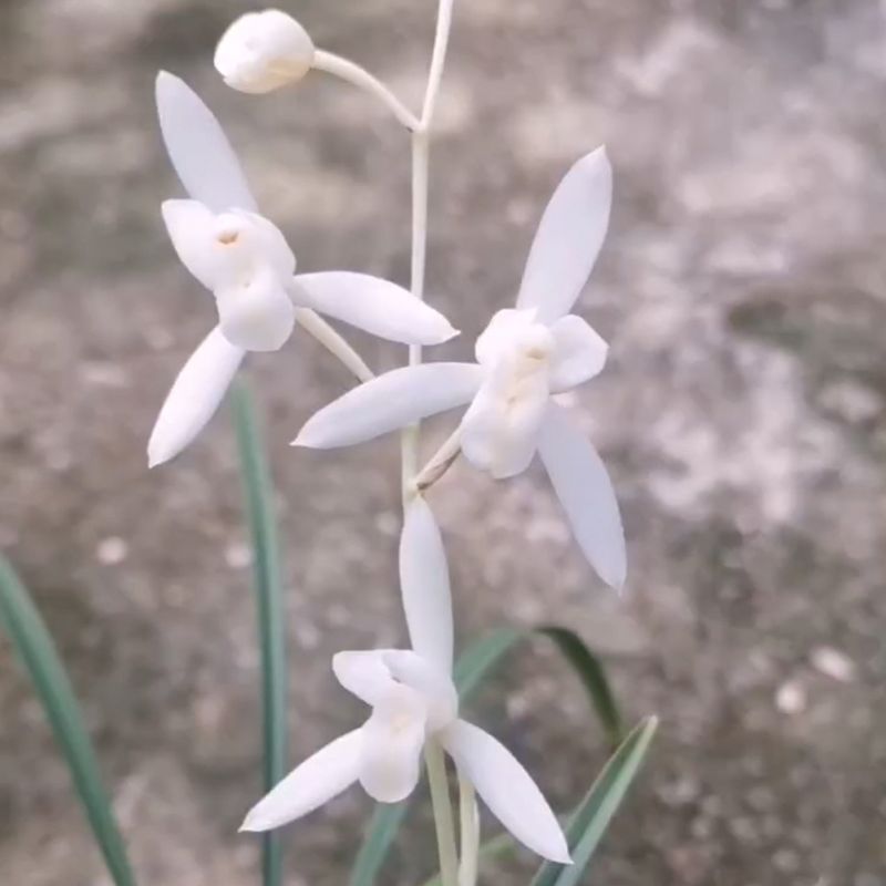 已开花霜白素建兰雪白花新款四季兰庭院绿色植物浓香花卉
