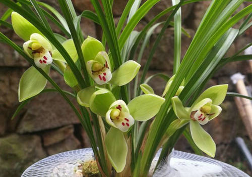 特壮苗 龙字 四大之一  八大老种 浓香春兰 水仙瓣