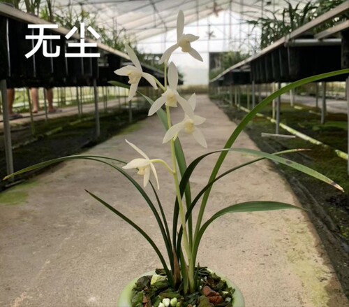 无尘 建兰白花高洁典雅 小草大花花香清甜