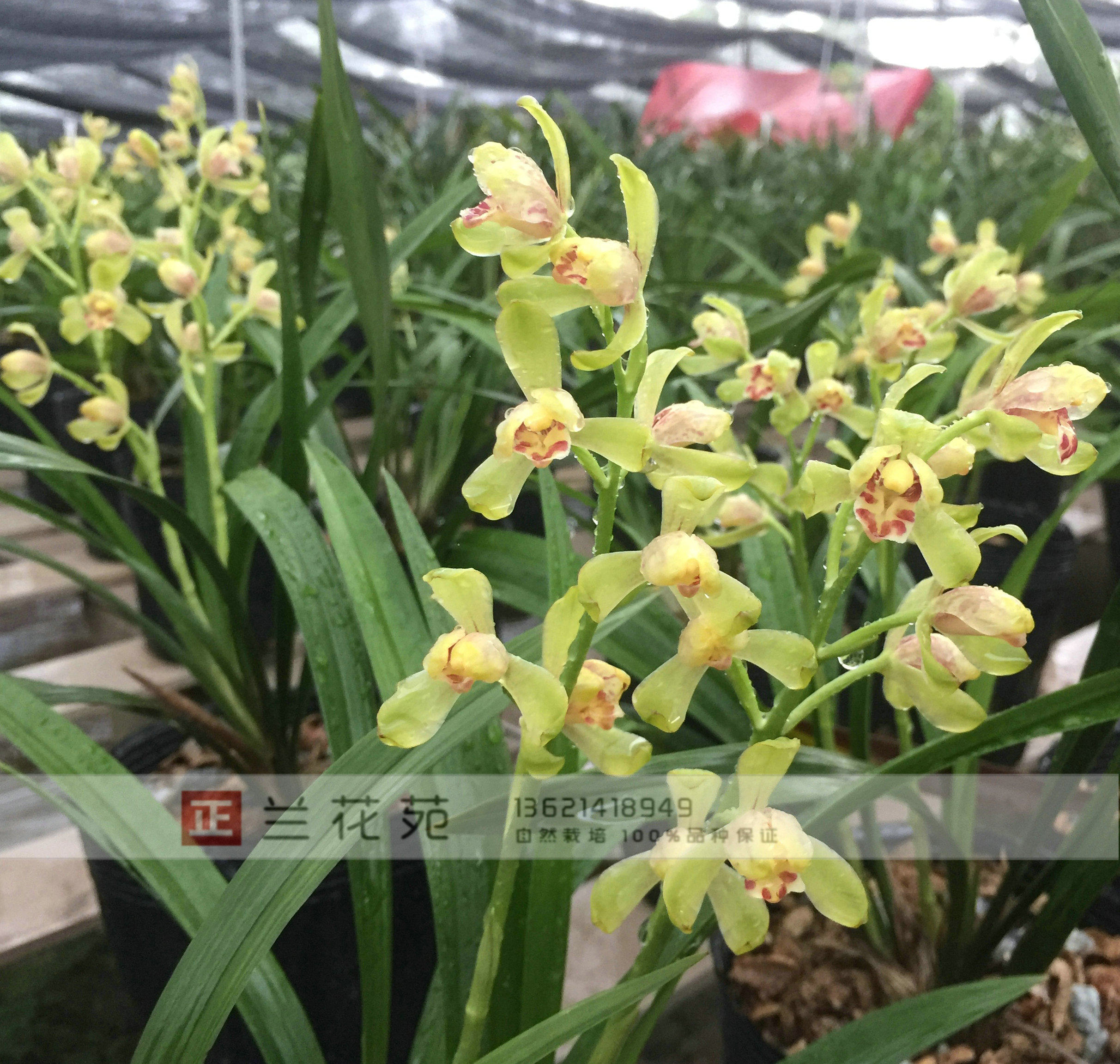 无花建兰 传统名品 一品梅 梅瓣正格花 建兰八大之一