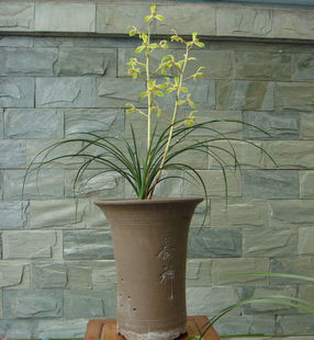 带花苞 解佩梅 浓香蕙兰 老品种 叶姿小巧秀美  非常好养