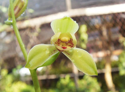 四季集圆 老种荷仙名品 建兰经典 花大浓香 花高大出架 蕙兰风范